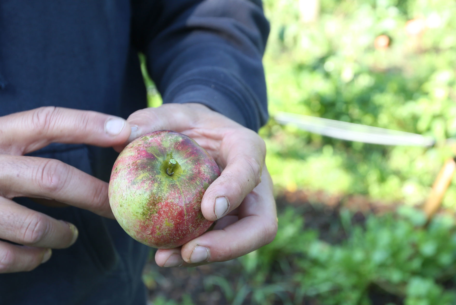 ATOMS TO APPLES